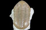 Asaphus Lepidurus Trilobite - Hypostome Exposted #73501-1
